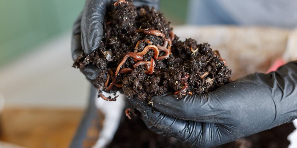 close-up of worms and vermicompost, and a person wearing black latex gloves