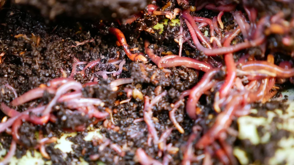 happy worms making vermicompost