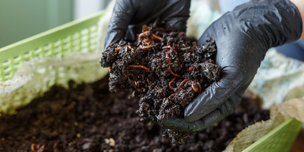 vermicompost and worms. Used in an article: vermicompost vs chemical fertilizer